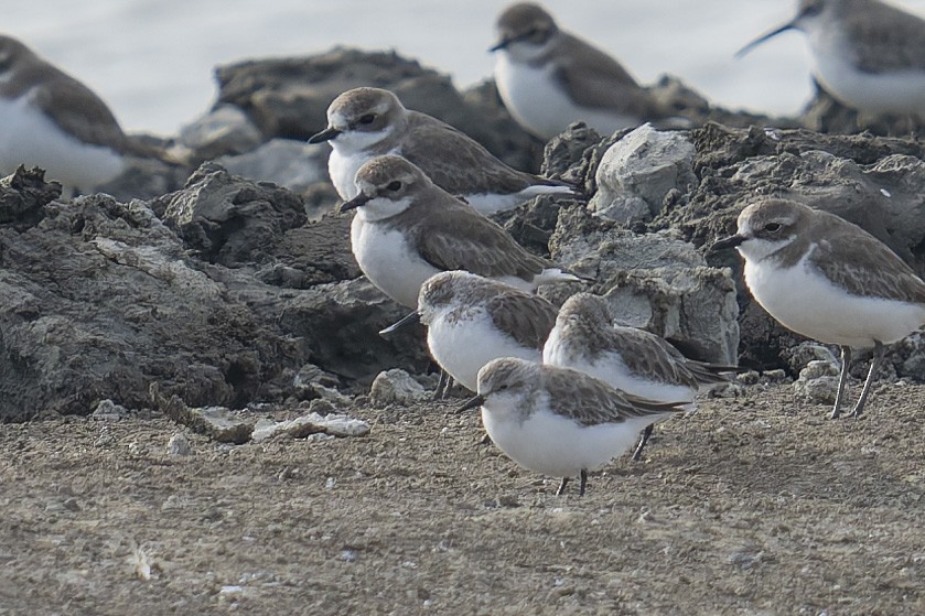 Spoon-billed Sandpiper - ML646638065