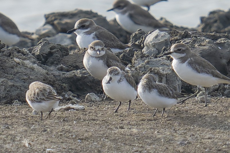 Spoon-billed Sandpiper - ML646638066