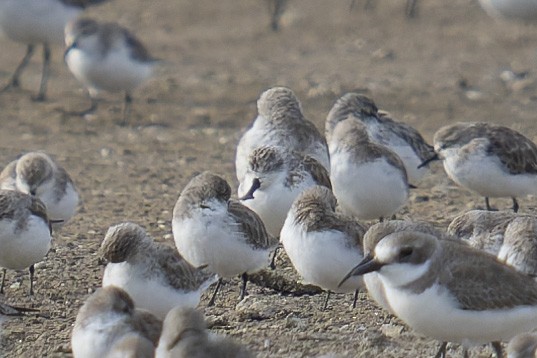 Spoon-billed Sandpiper - ML646638068