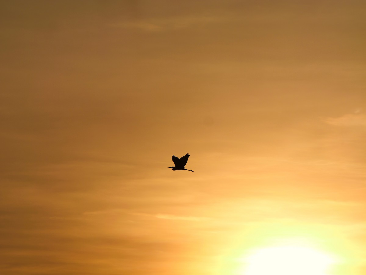 Héron cendré - ML646638074