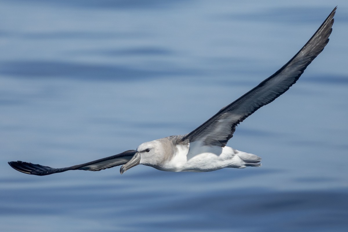 Salvin's Albatross - ML646638077