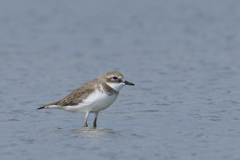 Tibetan Sand-Plover - ML646638098