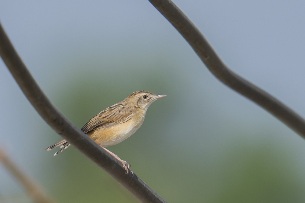 Zitting Cisticola (Double Zitting) - ML646638100