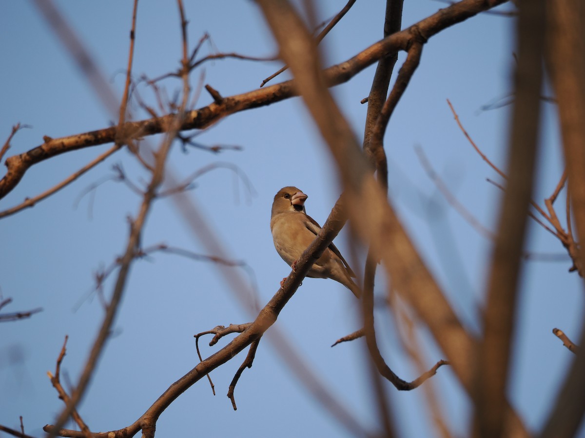 Hawfinch - ML646638101