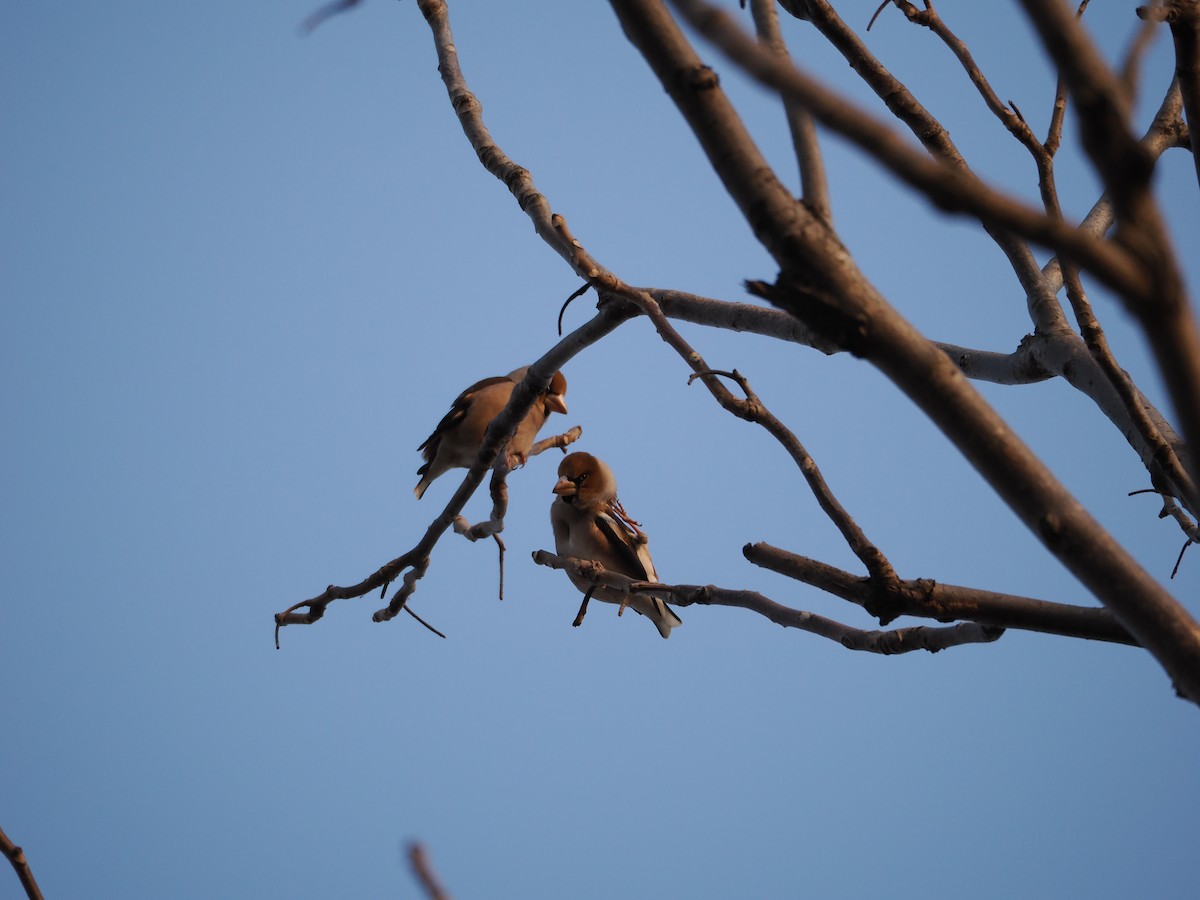 Hawfinch - ML646638102