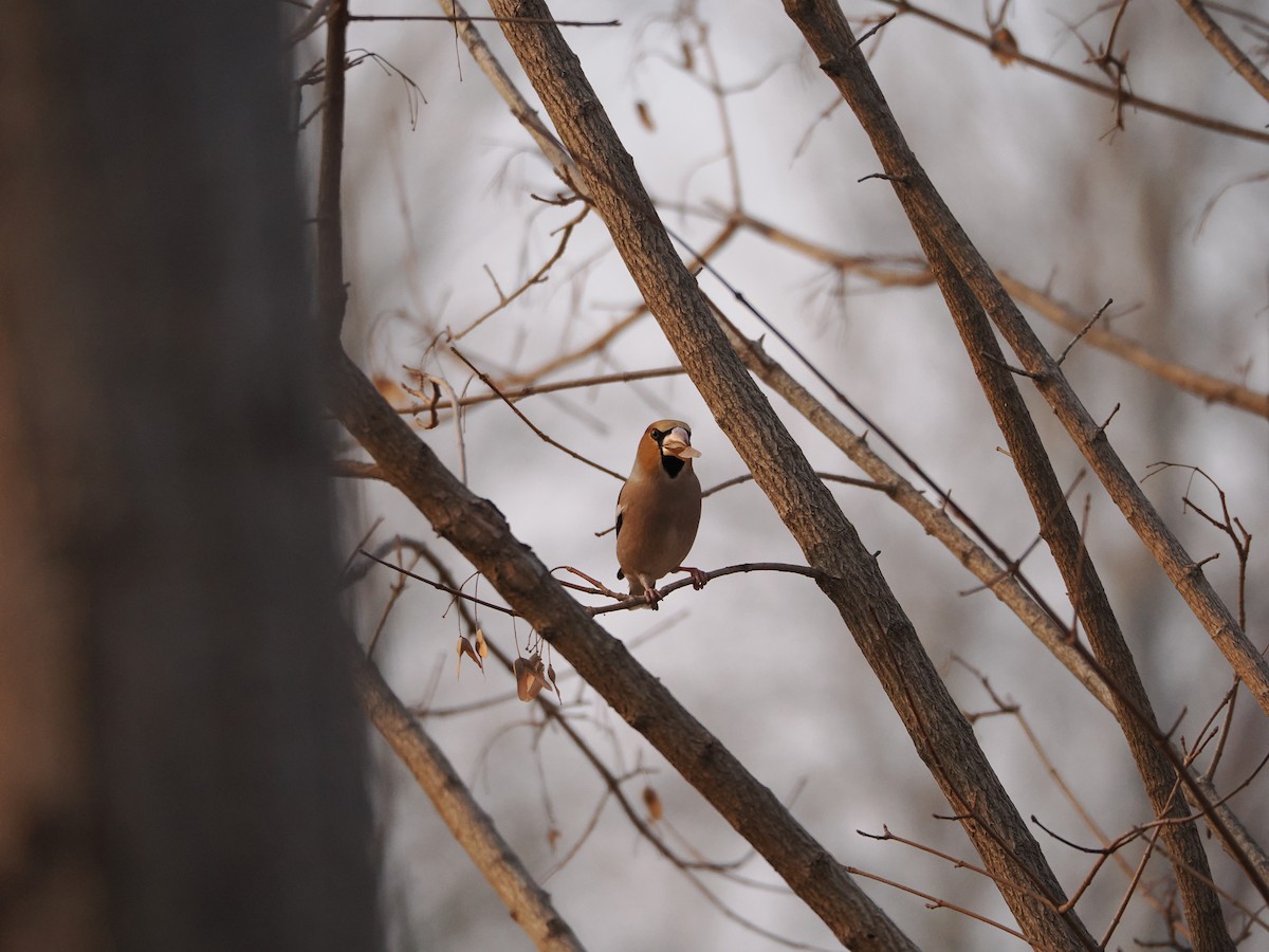 Hawfinch - ML646638106