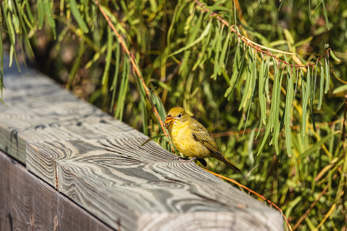 Summer Tanager - ML646638107