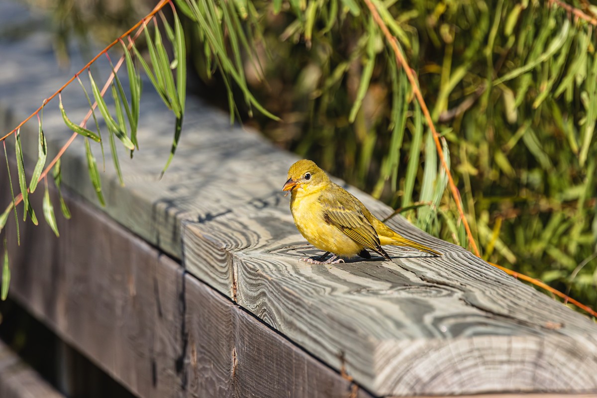 Summer Tanager - ML646638115