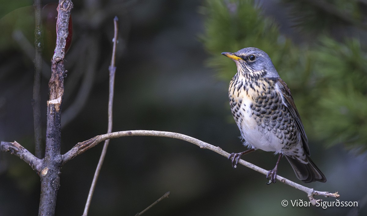 Fieldfare - ML646638116