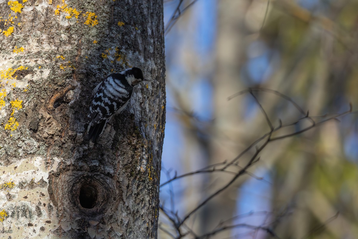Lesser Spotted Woodpecker - ML646638117