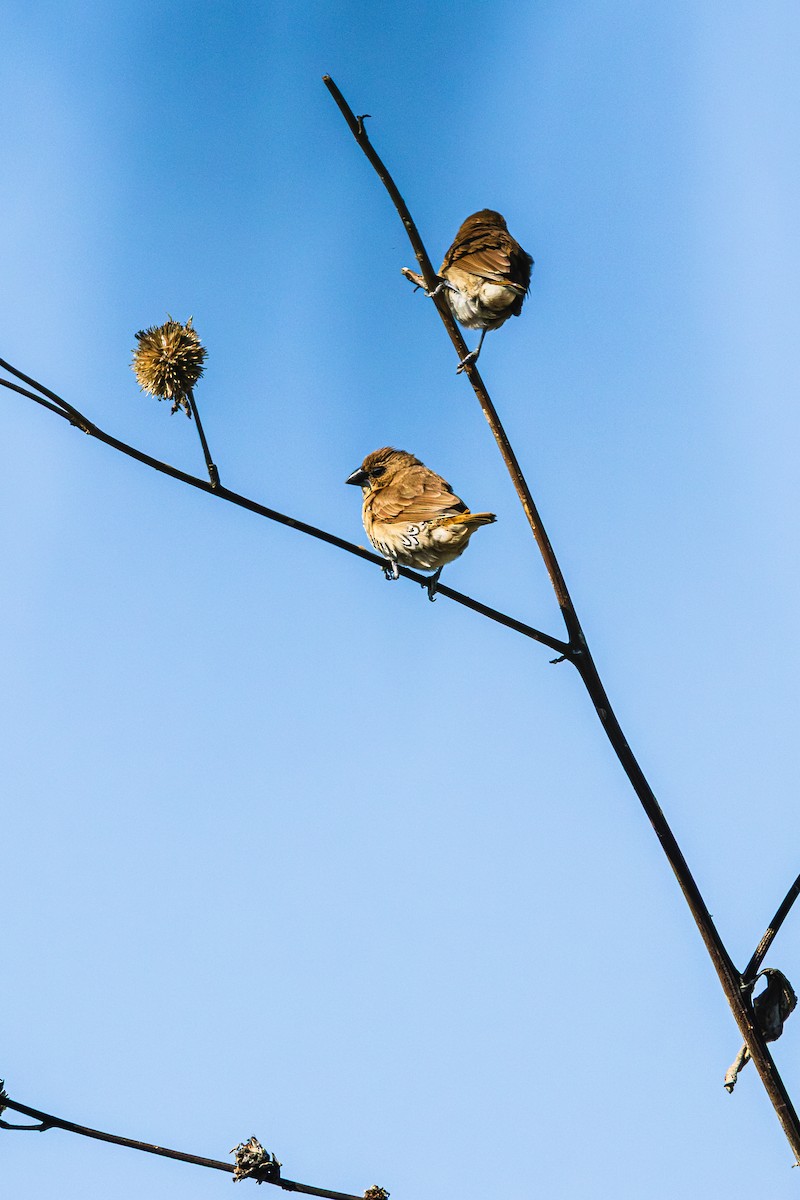 Pullu Munya - ML646638120