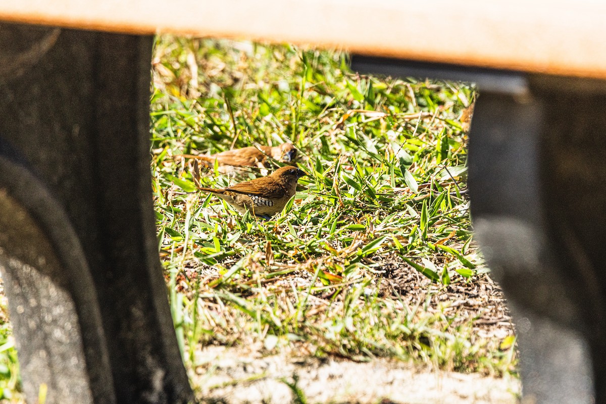 Pullu Munya - ML646638121