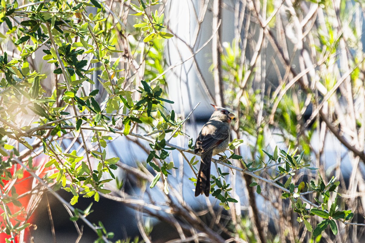 Arizona Kardinalı - ML646638125