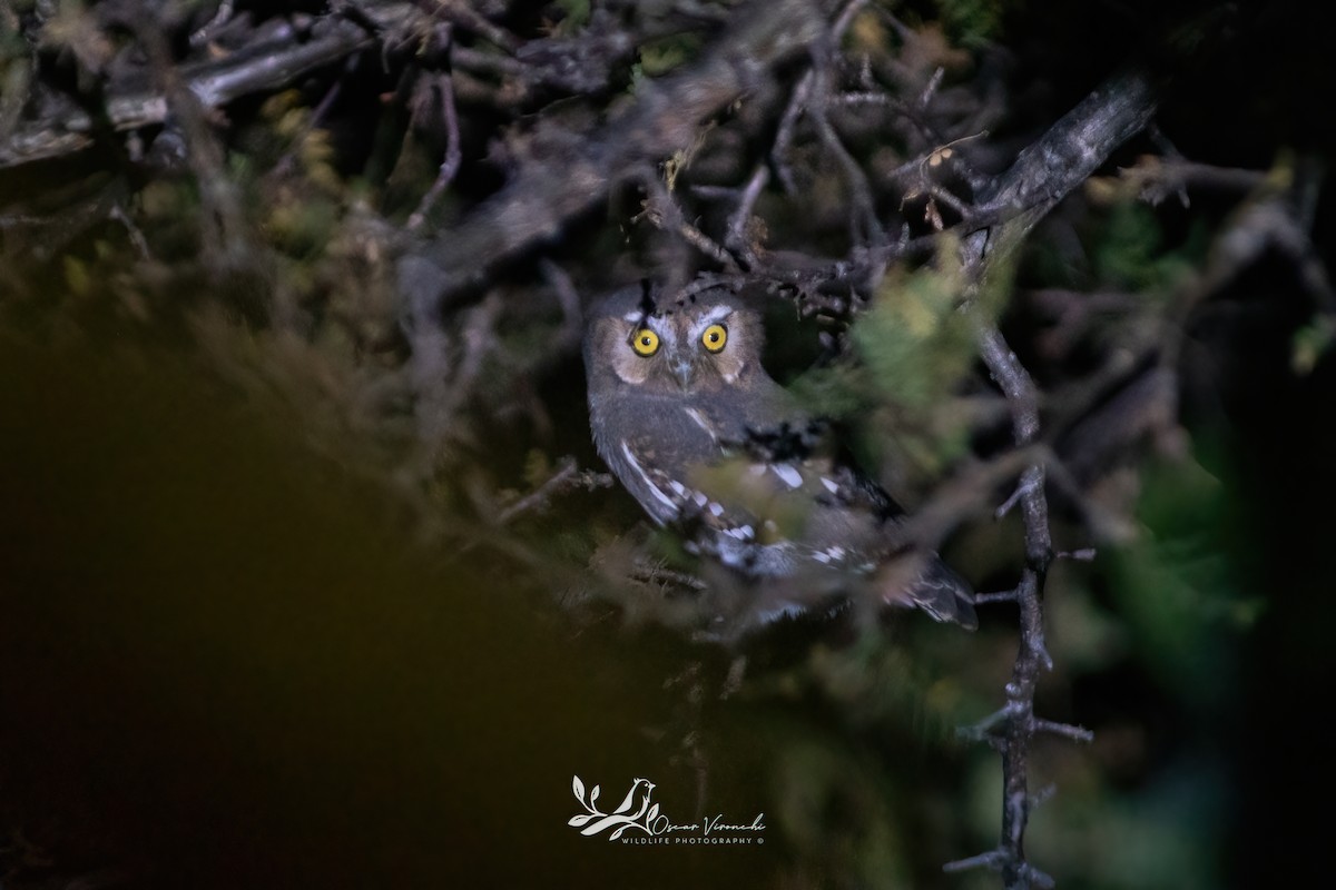 Elfenkauz - ML646638126