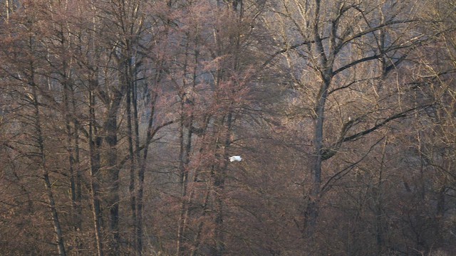 Great Egret - ML646638127