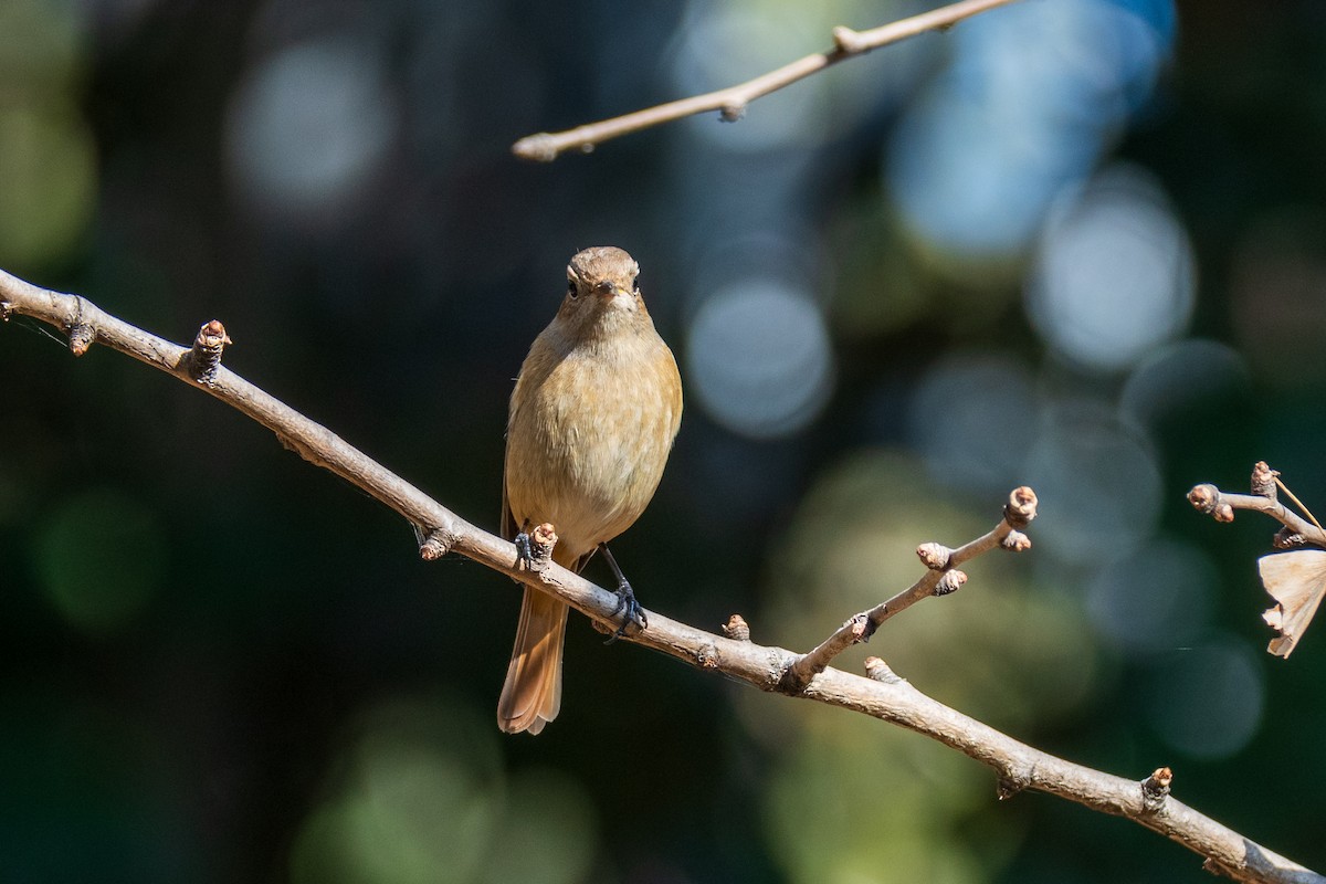 חכלילית סיבירית - ML646638129