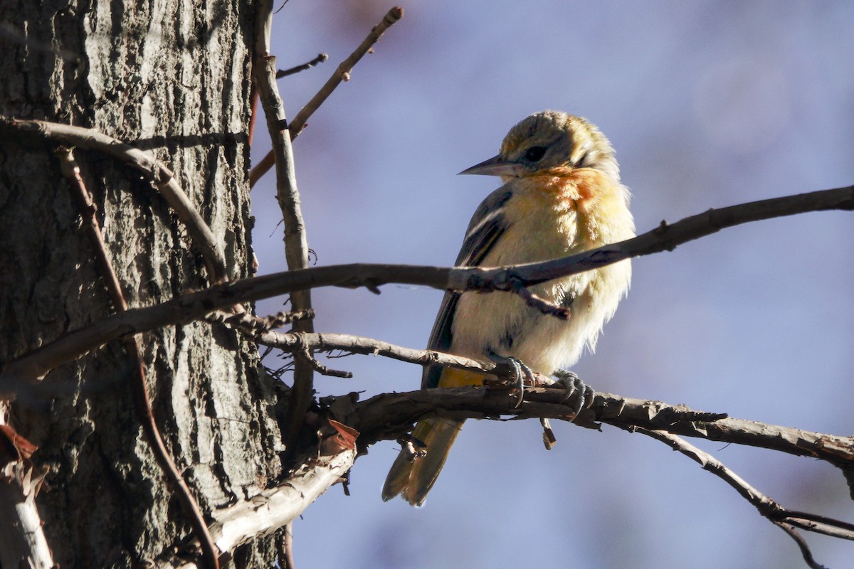 Baltimore Oriole - ML646638130