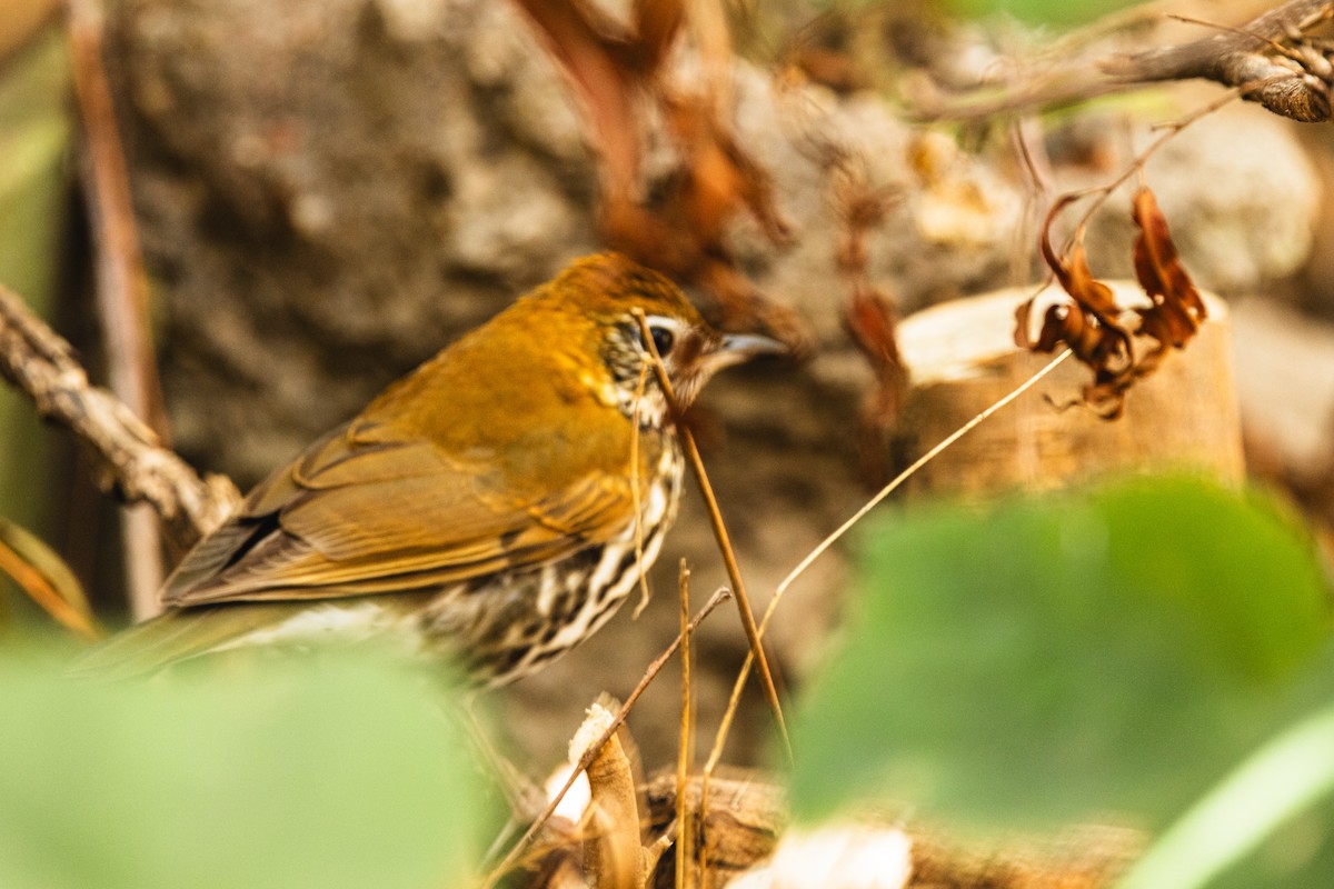 Orman Ardıcı - ML646638132