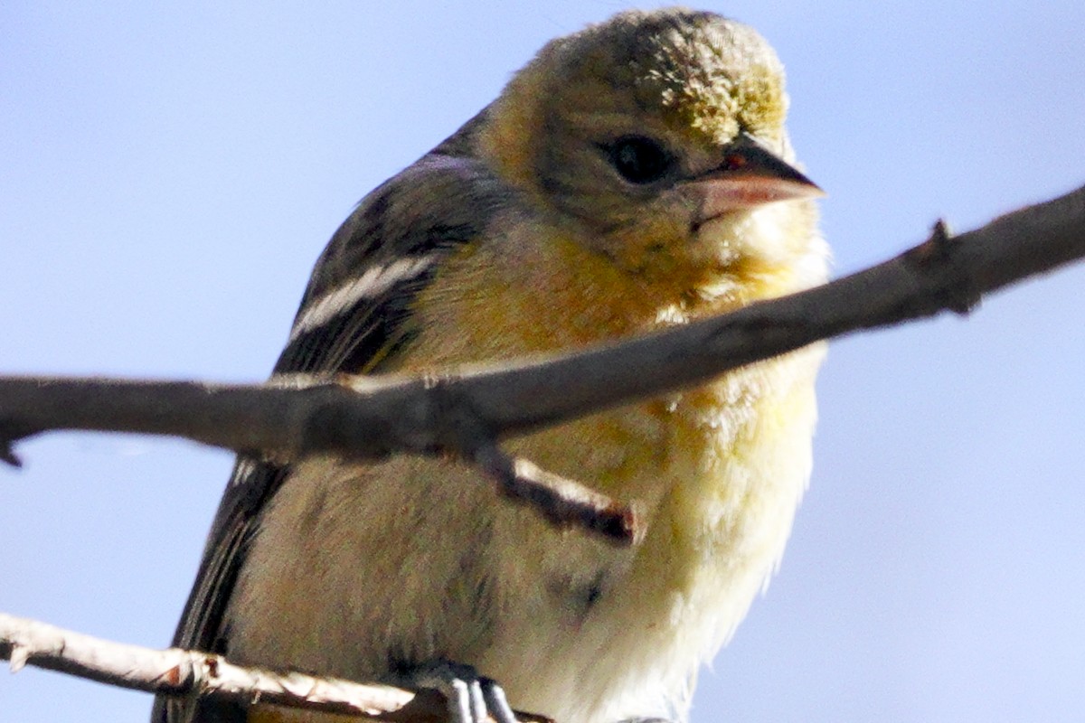 Baltimore Oriole - ML646638133