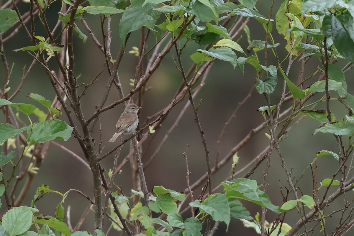 Booted Warbler - ML646638134