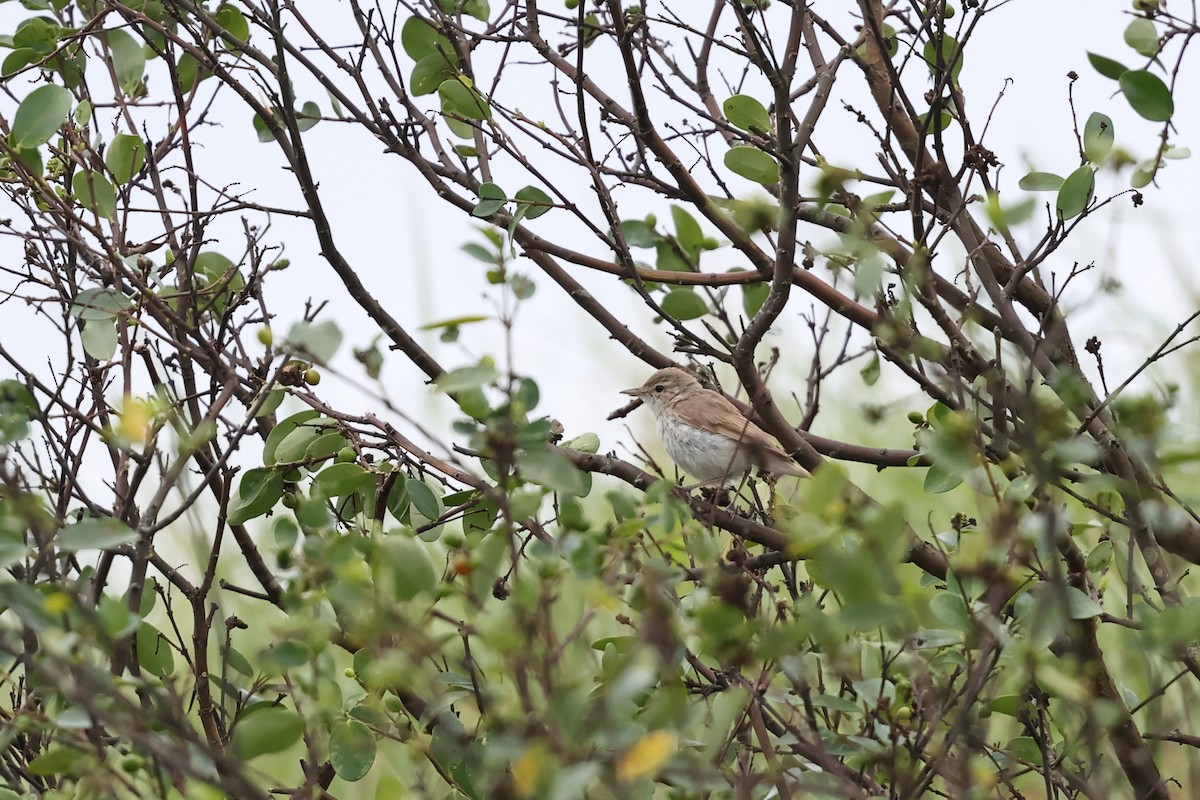 Booted Warbler - ML646638135