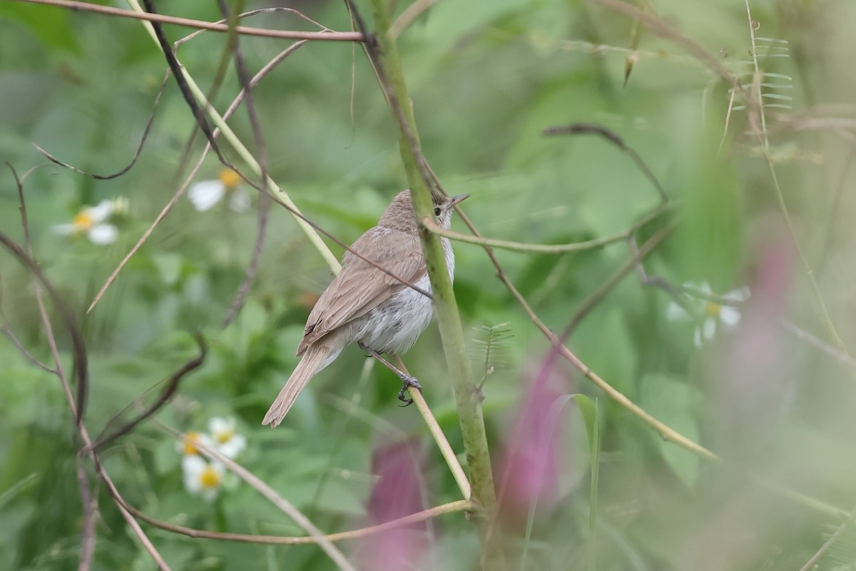 Booted Warbler - ML646638136