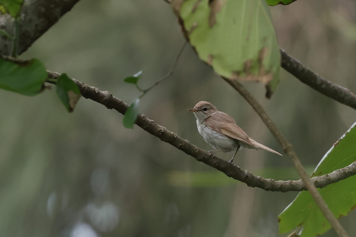 Booted Warbler - ML646638137