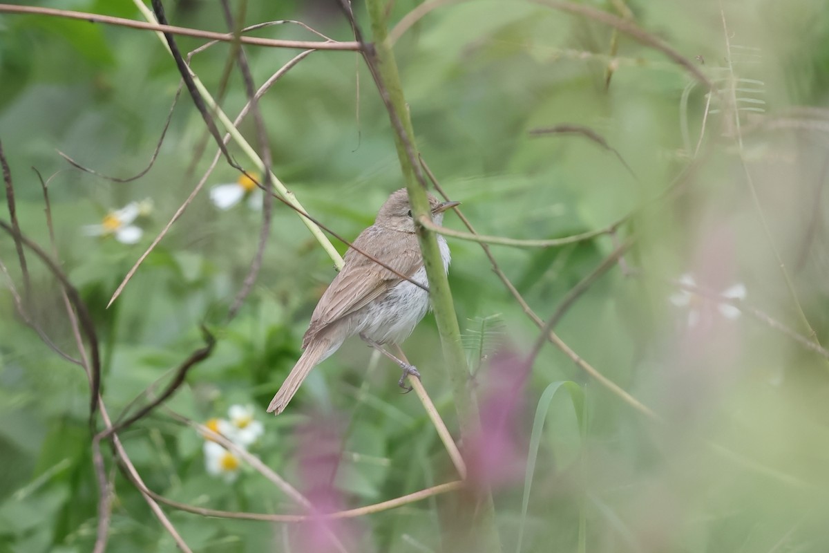 Booted Warbler - ML646638138