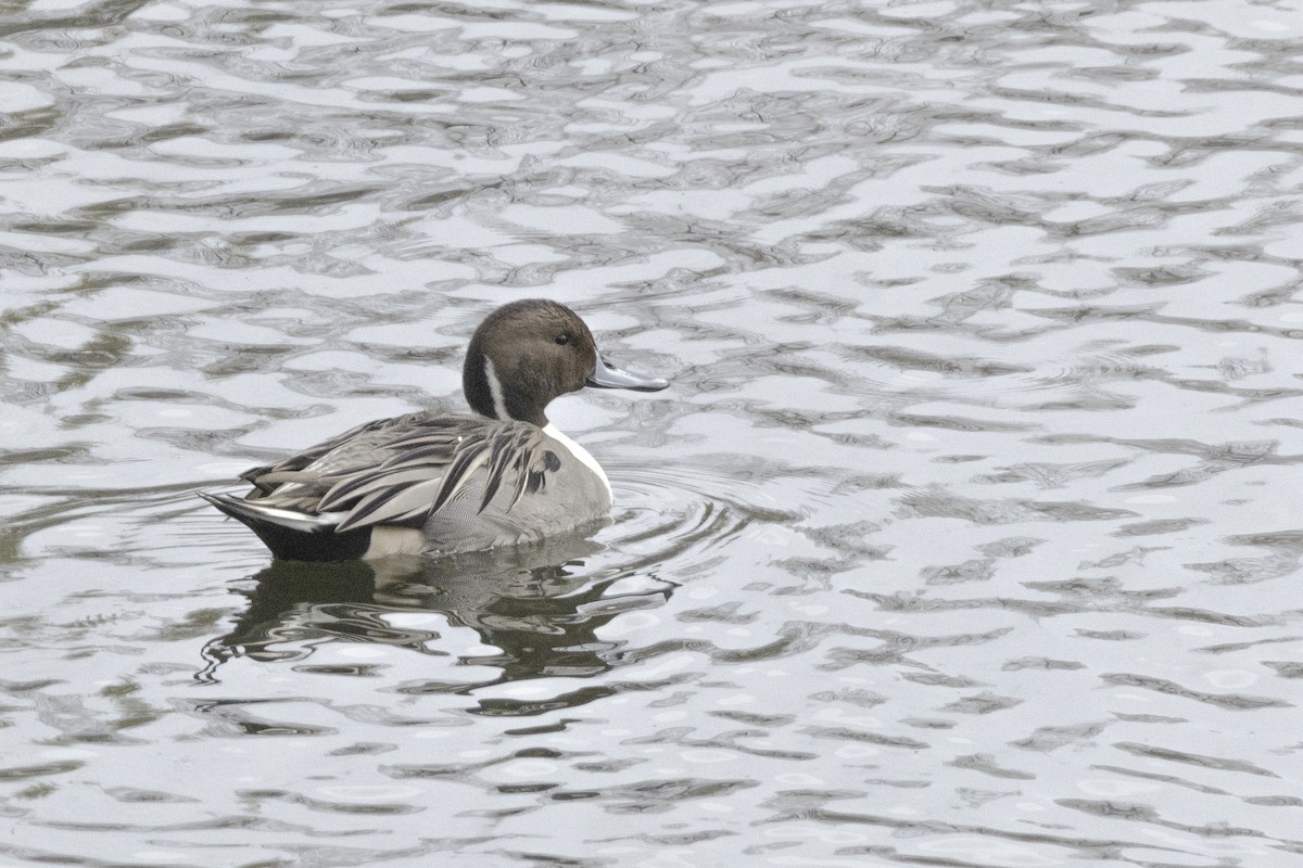 Northern Pintail - ML646638142