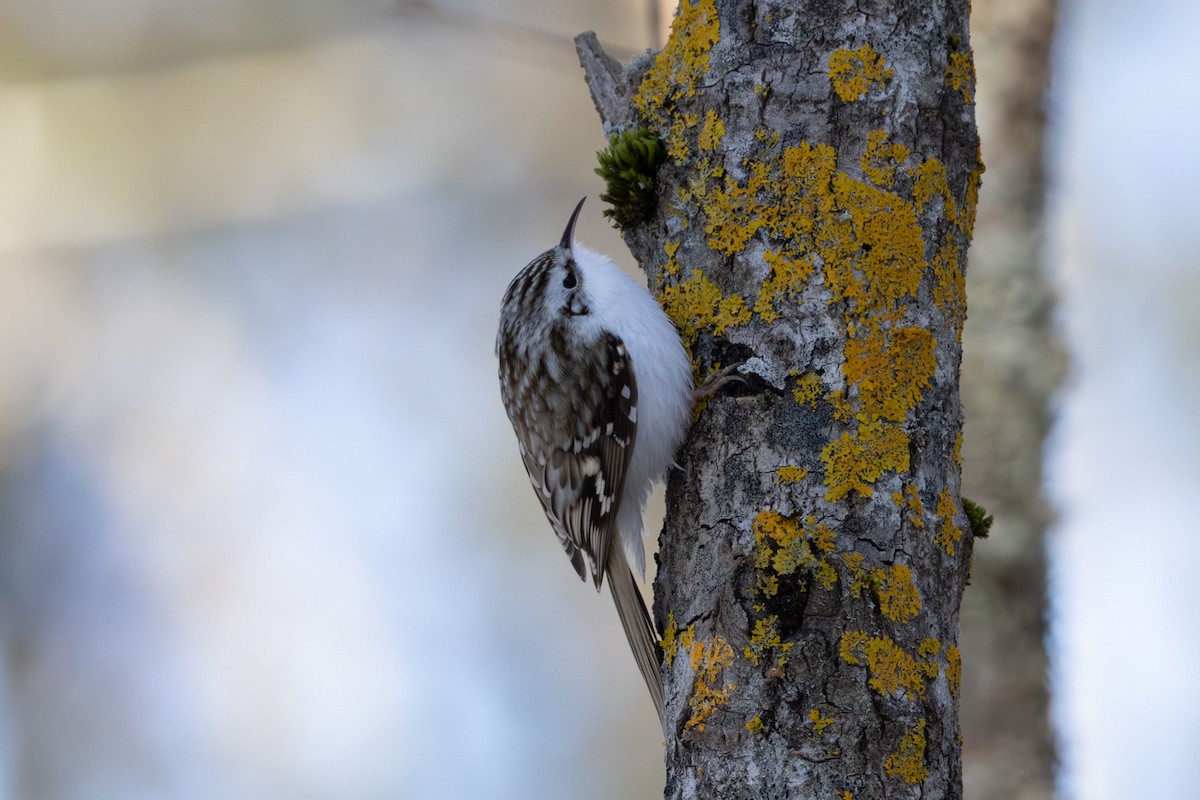 Eurasian Treecreeper - ML646638143
