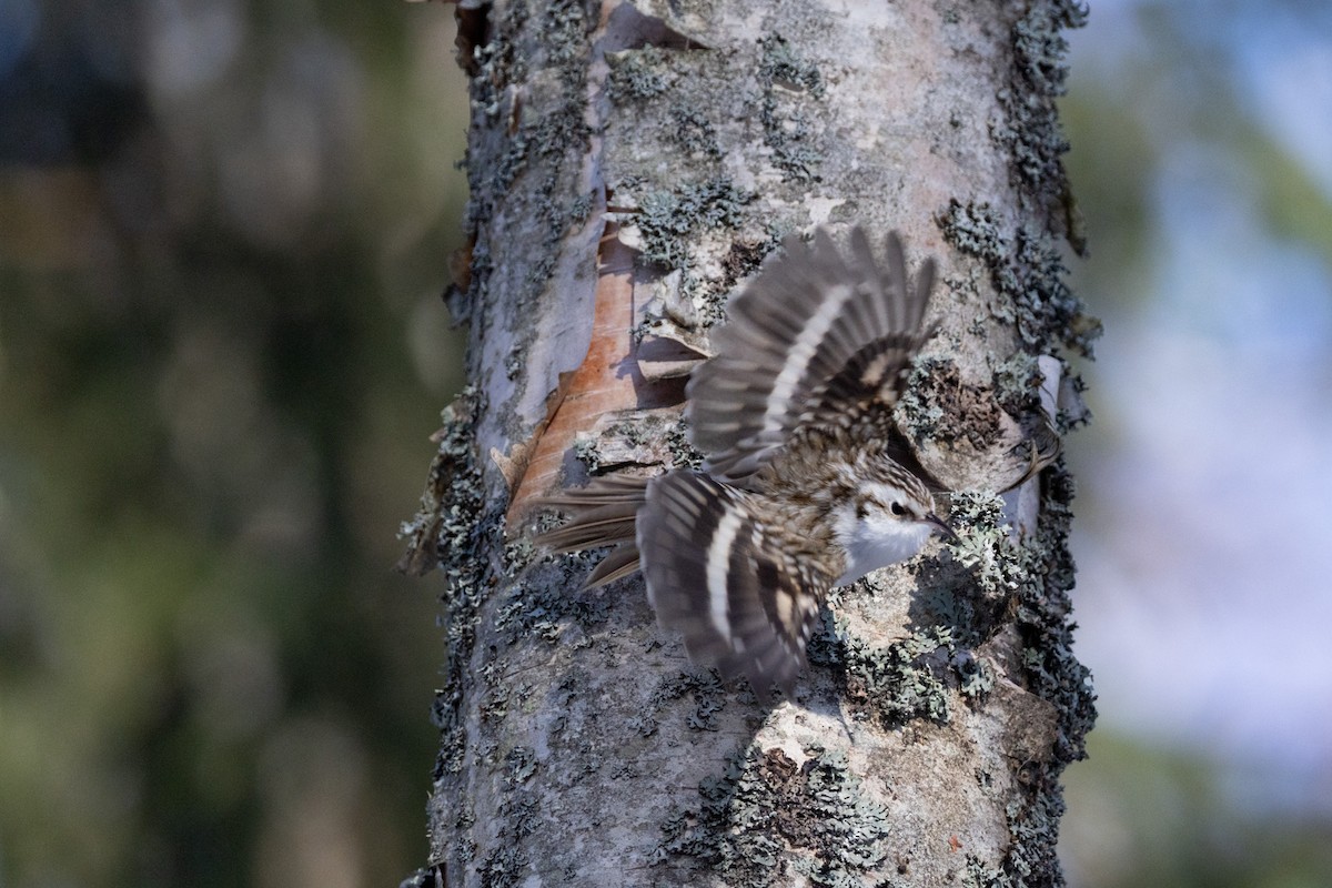 Eurasian Treecreeper - ML646638144