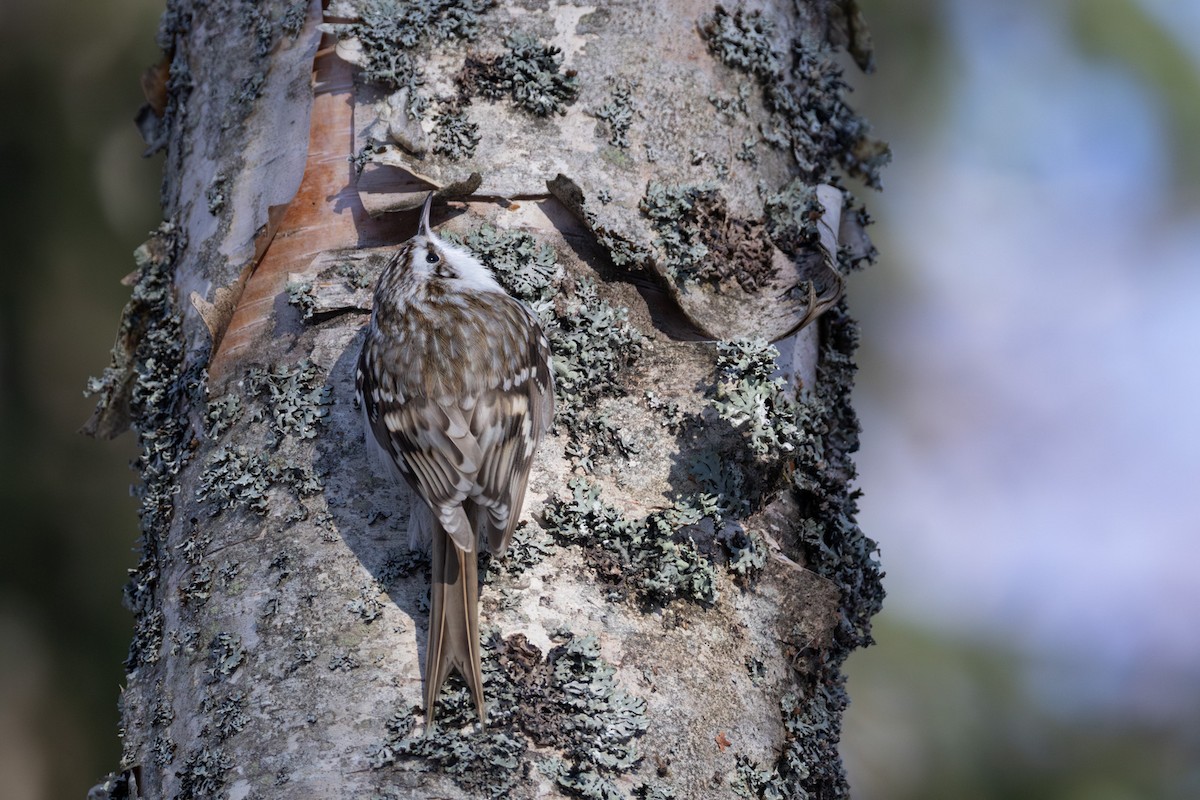 Eurasian Treecreeper - ML646638145