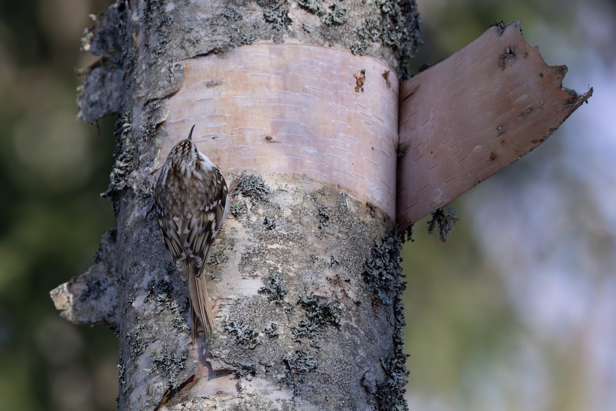 Eurasian Treecreeper - ML646638146