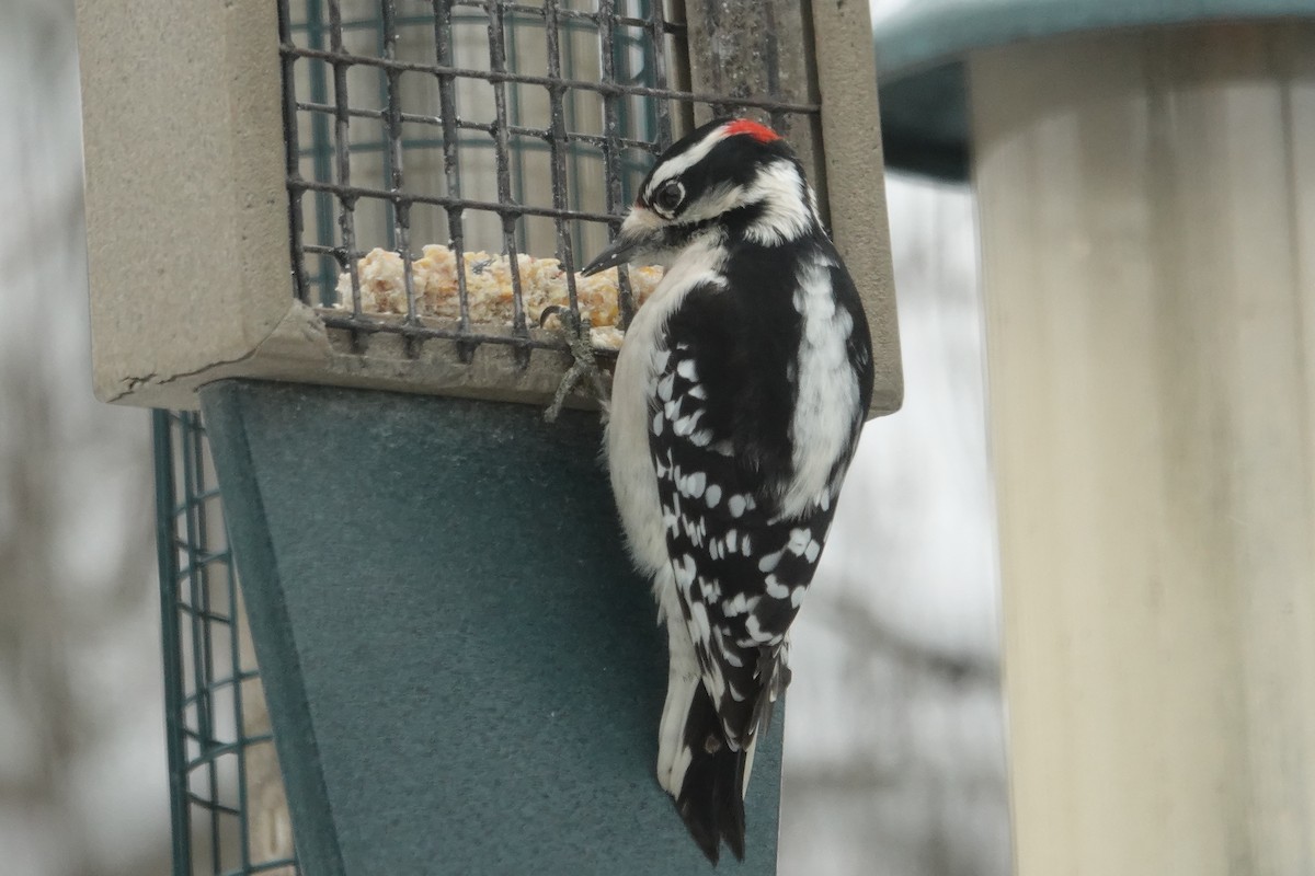Downy Woodpecker - ML646638149