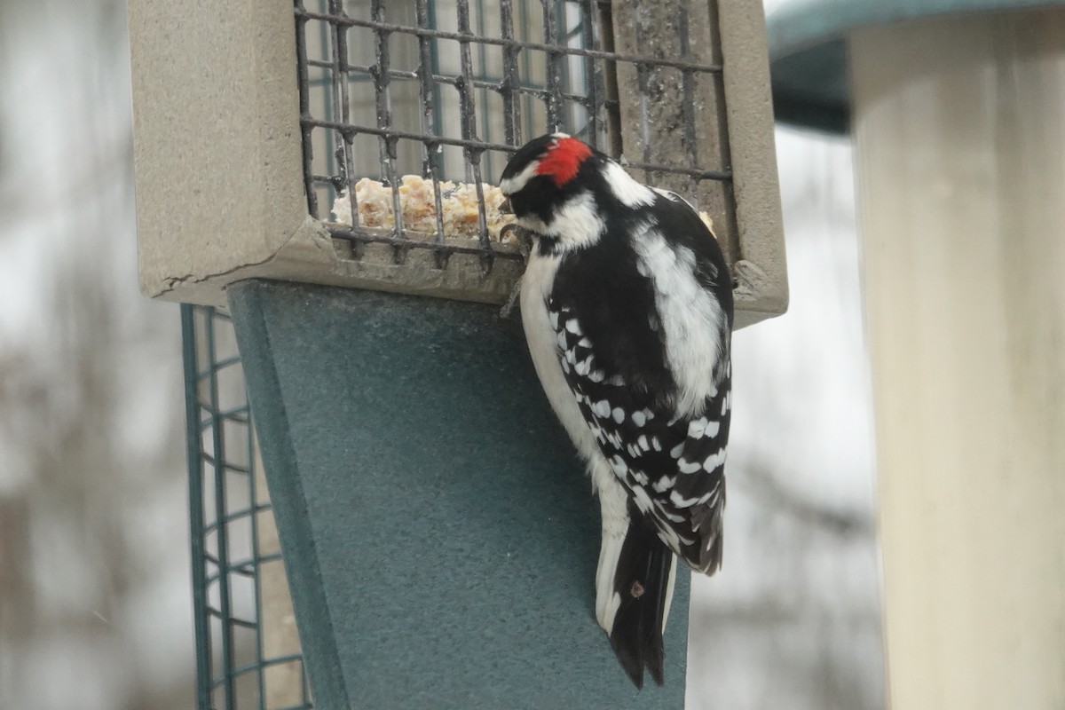 Downy Woodpecker - ML646638150