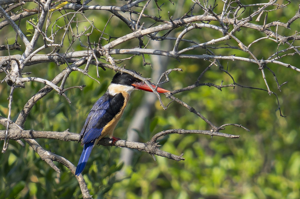 Black-capped Kingfisher - ML646638152