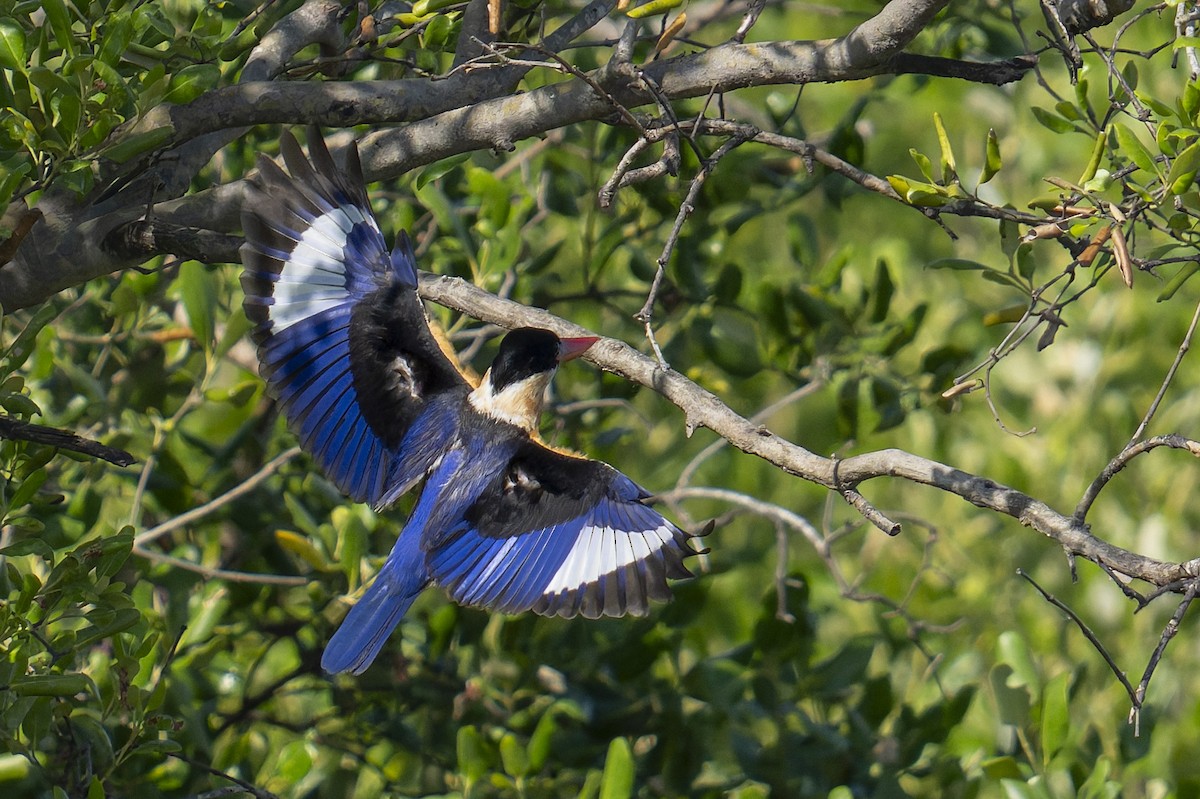 Black-capped Kingfisher - ML646638153