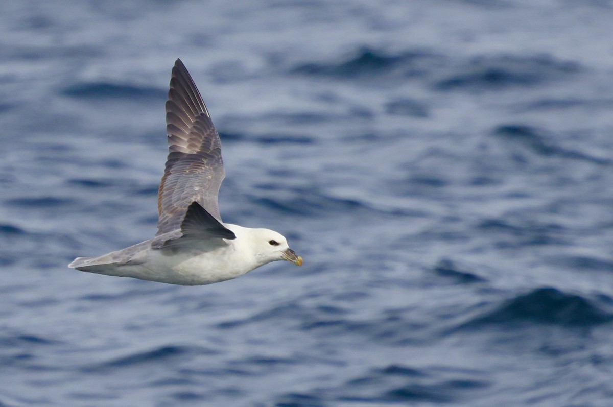 Eissturmvogel - ML646638156