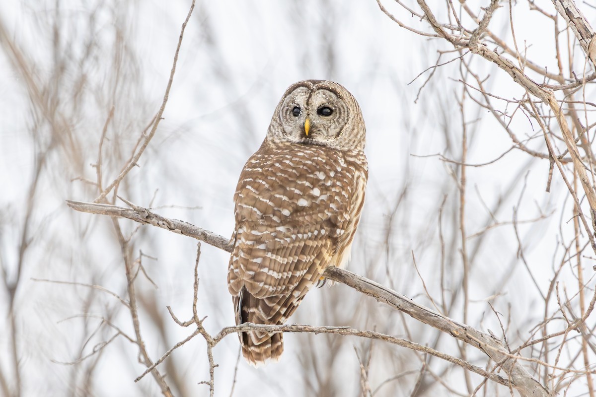 Barred Owl - ML646638162