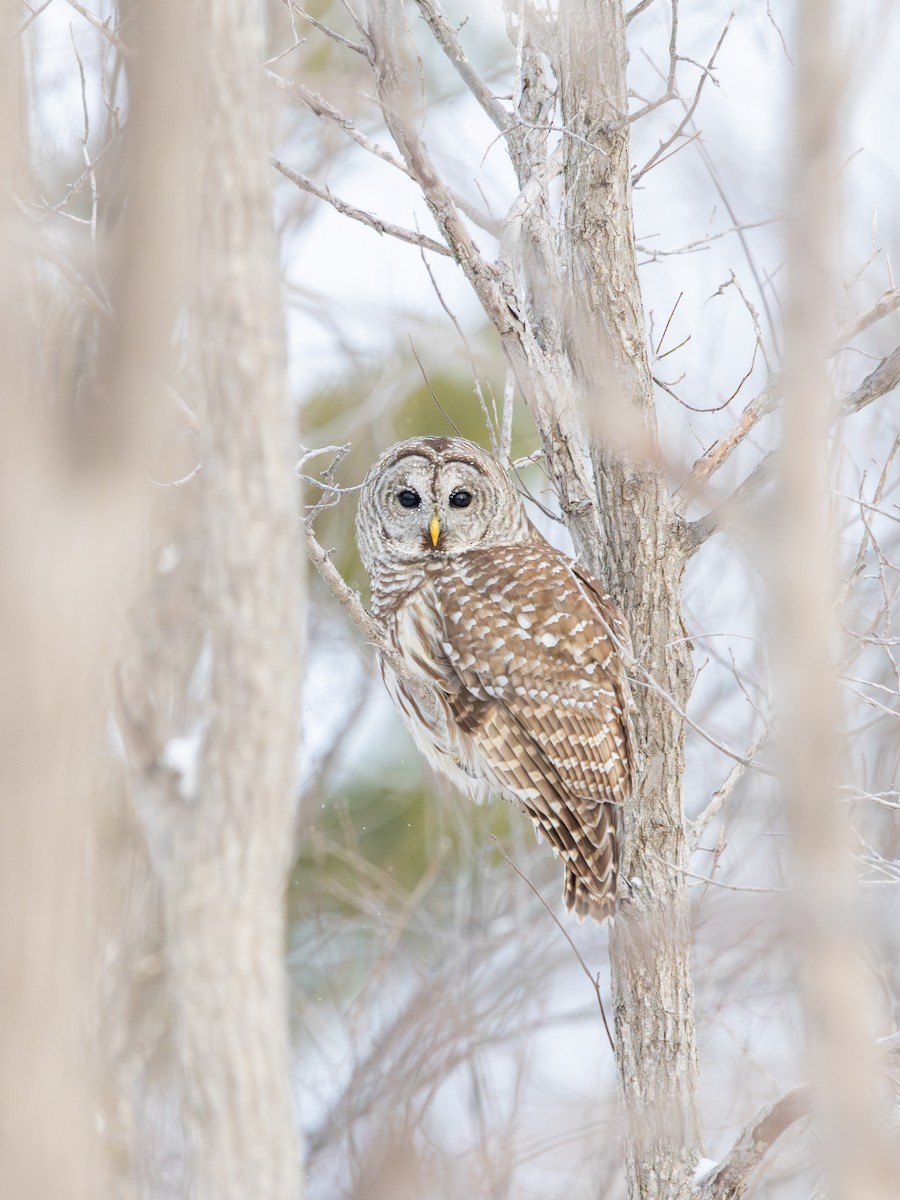 Barred Owl - ML646638163