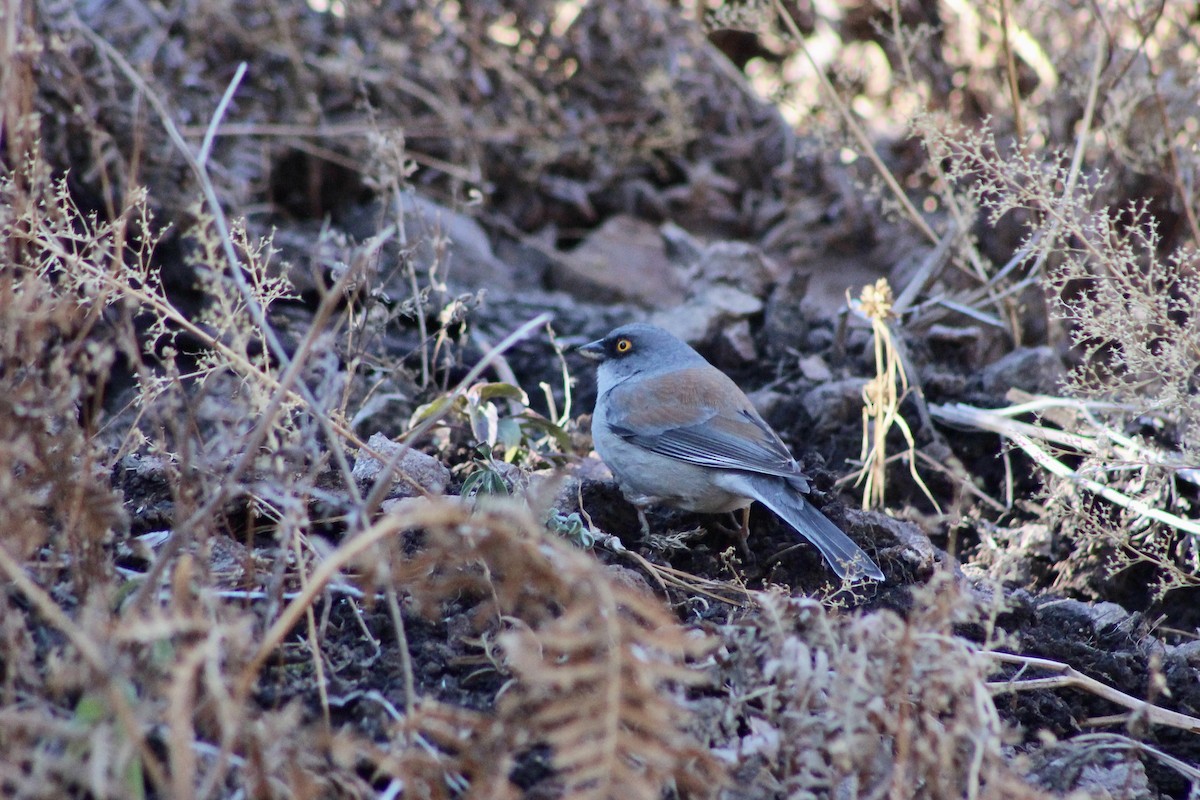 Рыжеспинный юнко - ML646638164