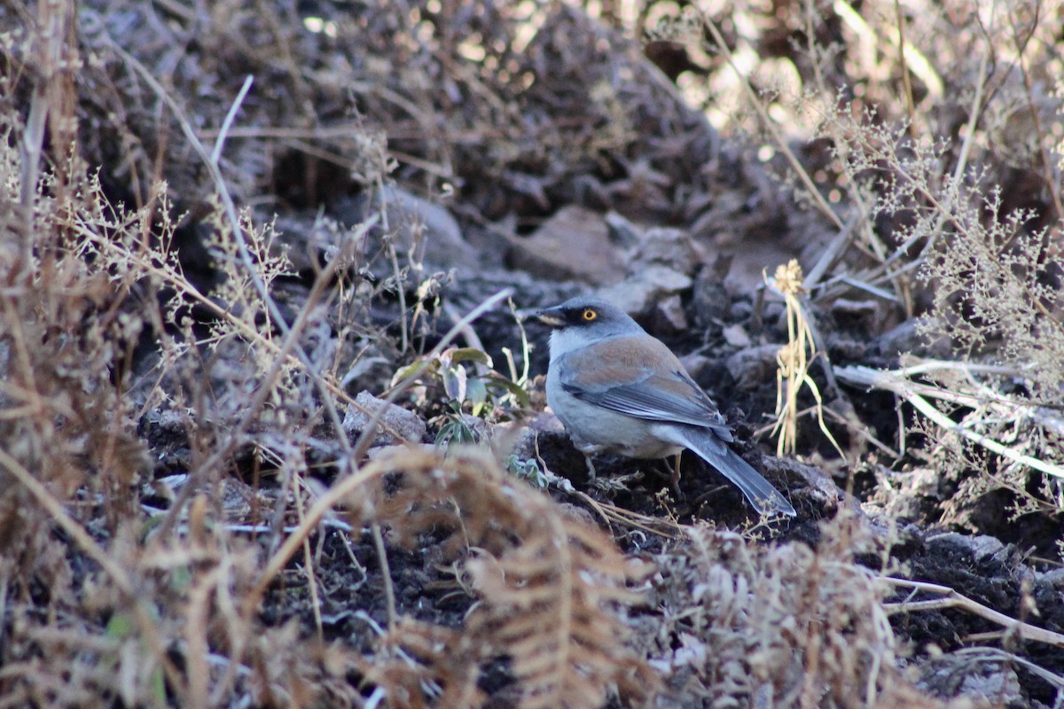 Рыжеспинный юнко - ML646638165