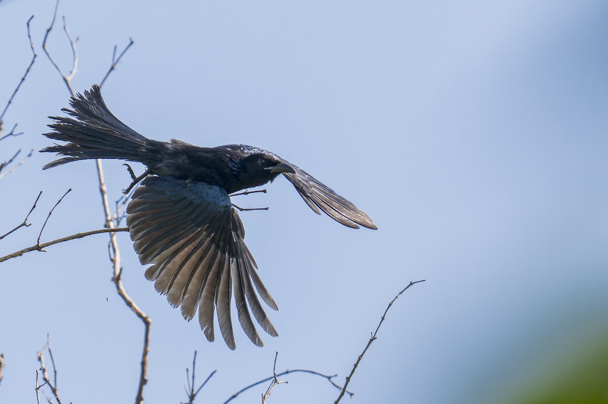 Hair-crested Drongo - ML646638167