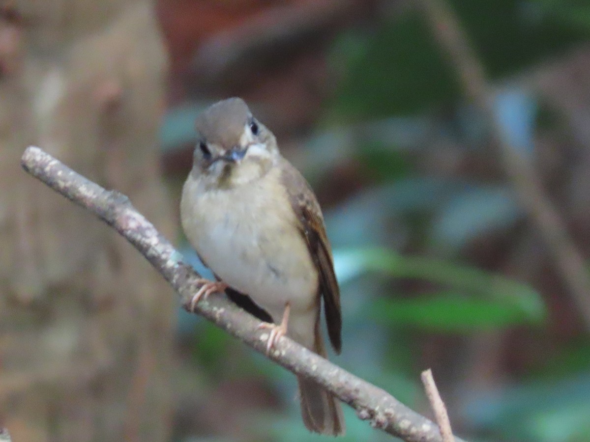 umbrafluesnapper - ML646638172