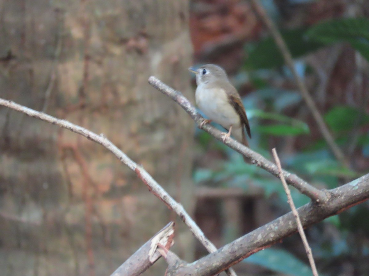 umbrafluesnapper - ML646638173