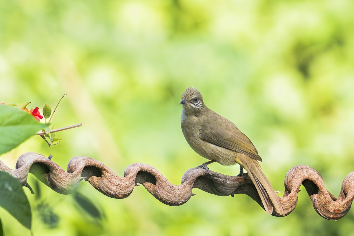 Streak-eared Bulbul - ML646638174