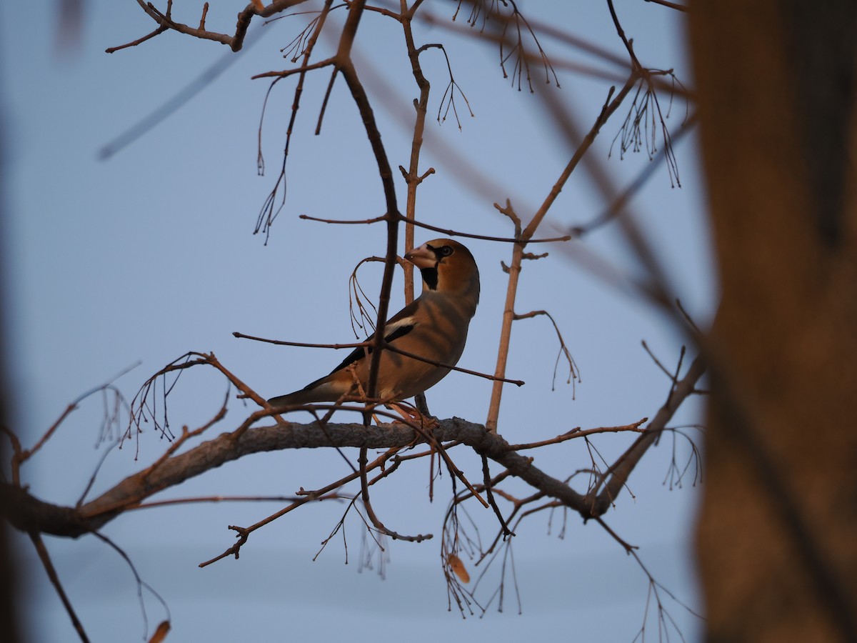 Hawfinch - ML646638175