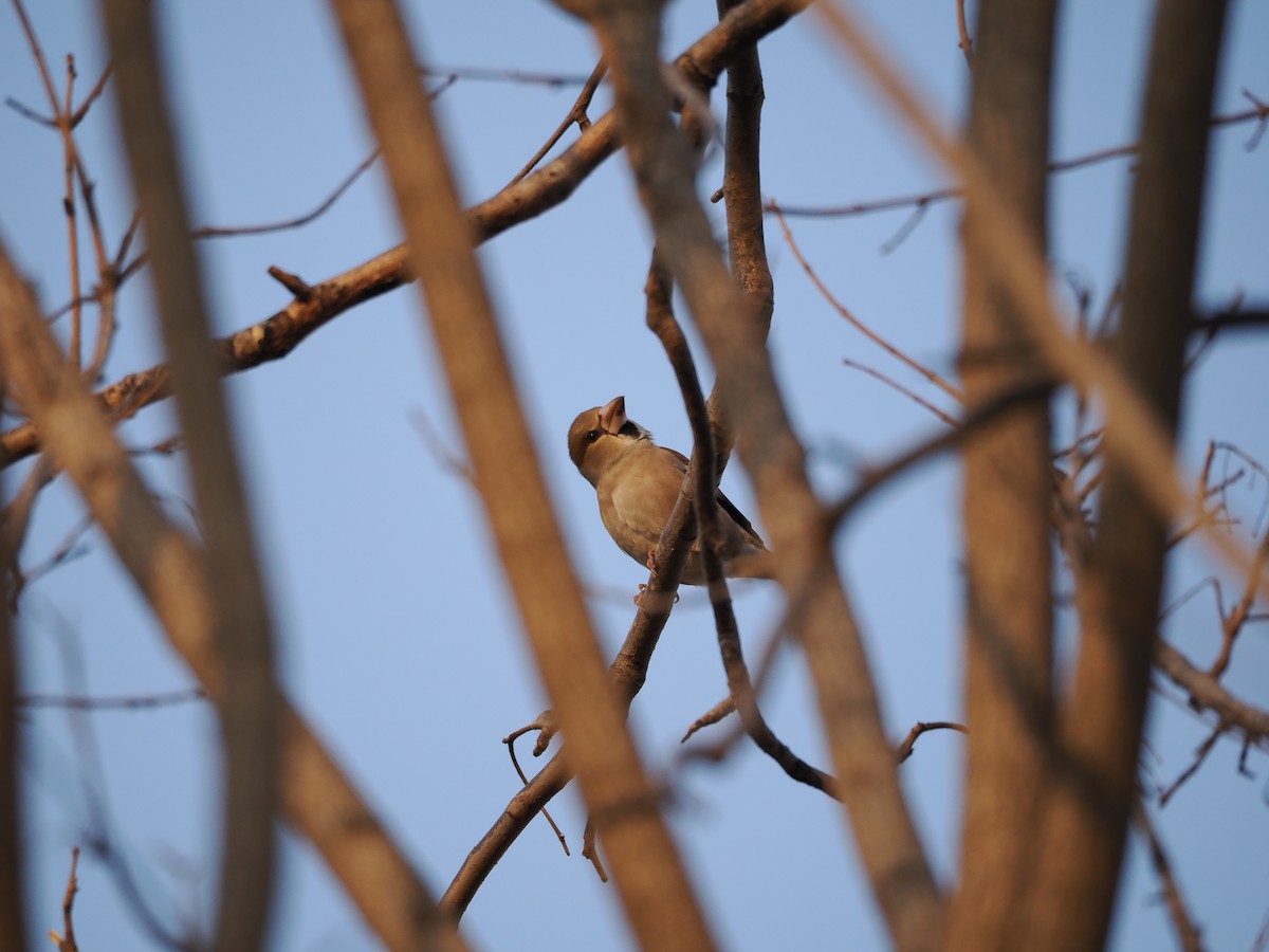 Hawfinch - ML646638176