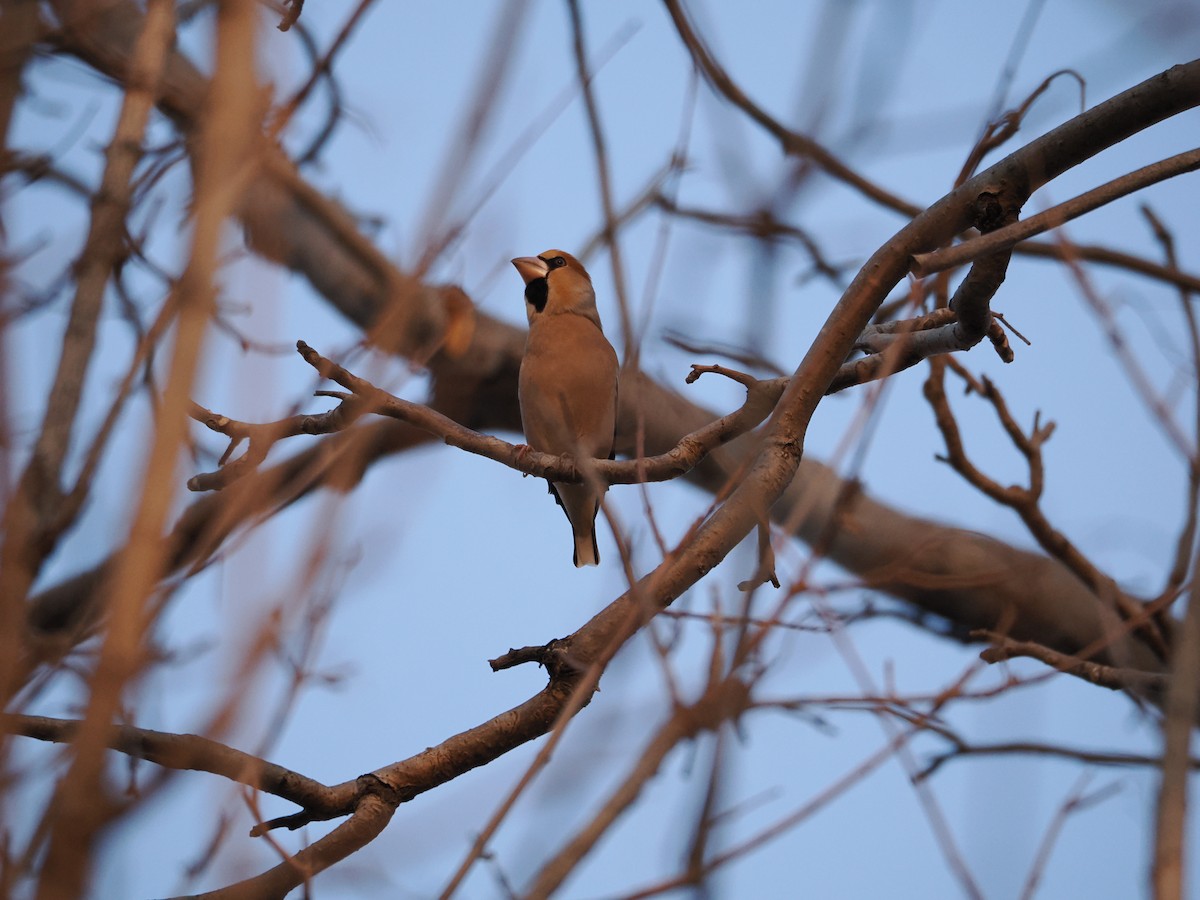 Hawfinch - ML646638178
