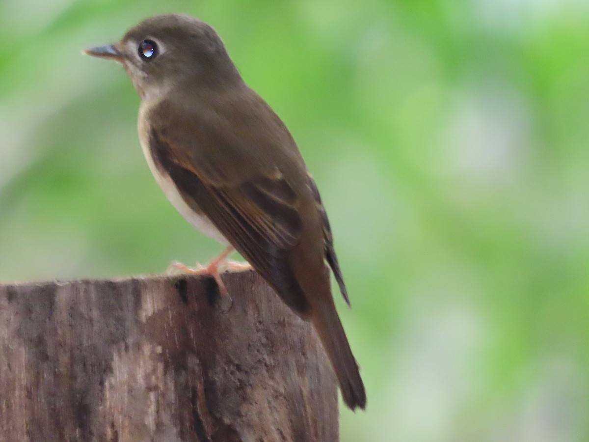 umbrafluesnapper - ML646638180